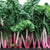 Peppermint Chard Seeds SW763-1