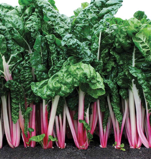 Peppermint Chard Seeds SW763-1