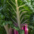 Peppermint Chard