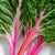 Peppermint Chard