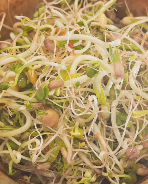 Salad Sprouting Seeds Organic