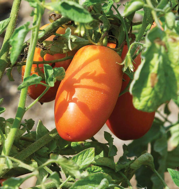 San Marzano Lampadina 2 Organic Tomato Seeds TM831