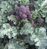 Santee Organic Broccoli Seeds BR202-1