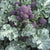 Santee Organic Broccoli Seeds BR202-1