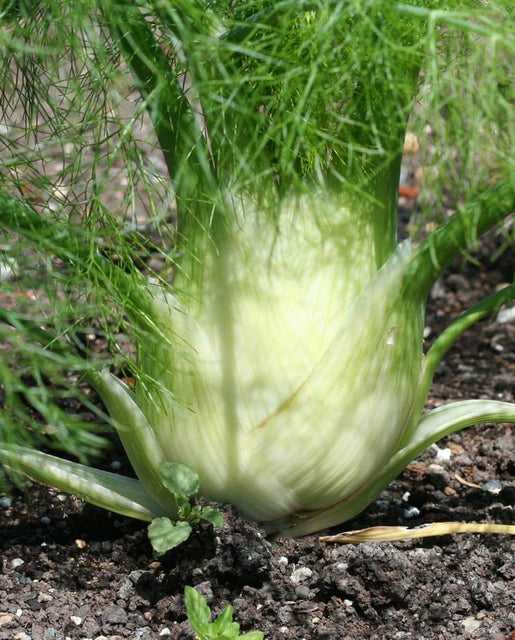 How to grow Florence fennel Selma Fino Fennel Seeds HR1089-1