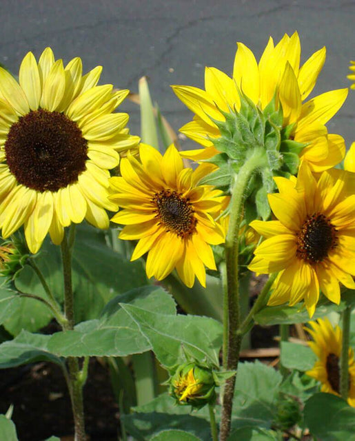 Short Blend Sunflowers
