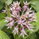 Showy Milkweed Seeds