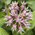 Showy Milkweed Seeds