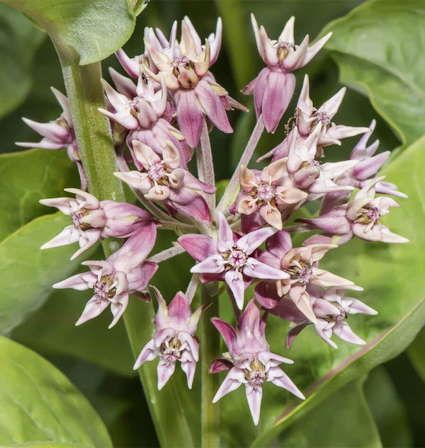 Showy Milkweed Seeds