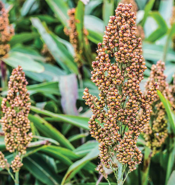 cousin it plant seeds Mixed Colours Broom