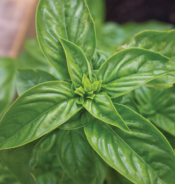Sweet Basil Seeds HR1034-1