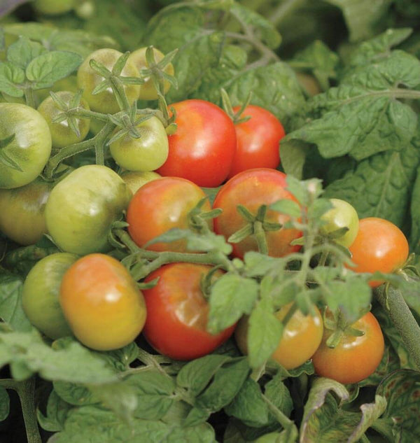 Tiny Tim Cherry Tomato Seeds – West Coast Seeds