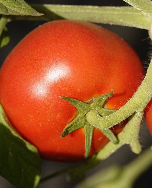 Oregon Spring Organic Tomato Seeds