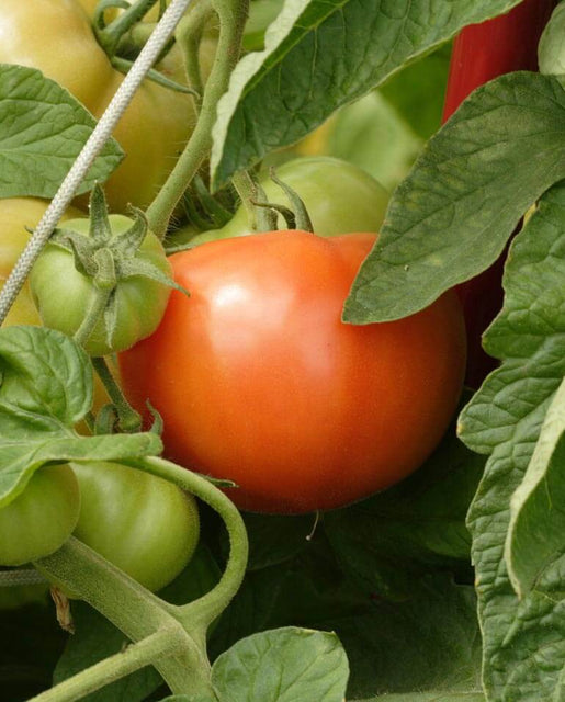 Bonny Best Organic Tomato Seeds TM764 2