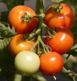 Early Cascade Tomato Seeds