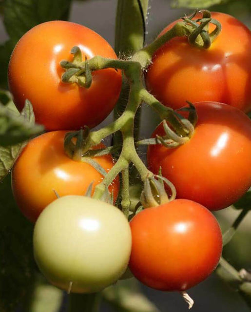 Early Cascade Tomato Seeds