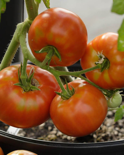Siletz Organic Tomato Seeds TM767 1