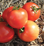 Early Girl Tomato Seeds