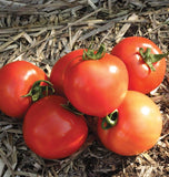 Early Girl Tomato Seeds