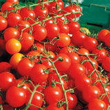 Sweet Million Cherry tomato seeds TM781 1