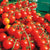 Sweet Million Cherry tomato seeds TM781 1