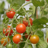 Sweet Million Cherry tomato seeds TM781 1