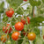 Sweet Million Cherry tomato seeds TM781 1