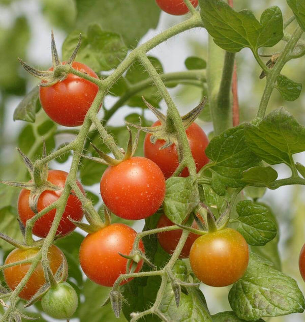 Sweet Million Cherry tomato seeds TM781 1