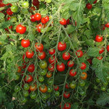 Sweet Million Cherry tomato seeds TM781 1