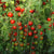 Sweet Million Cherry tomato seeds TM781 1