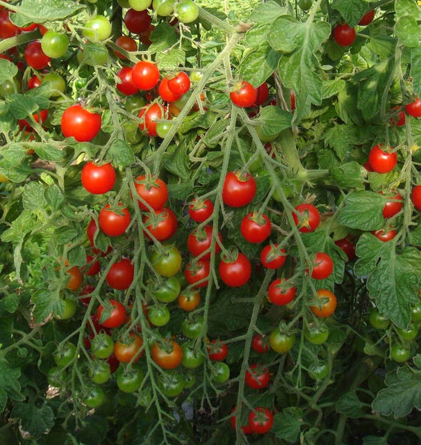 Sweet Million Cherry tomato seeds TM781 1