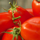 Amish Paste Roma Tomato Seeds