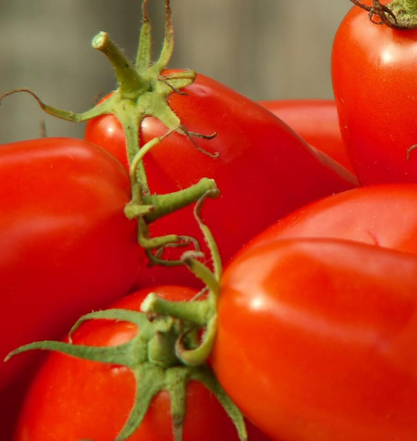 Amish Paste Roma Tomato Seeds