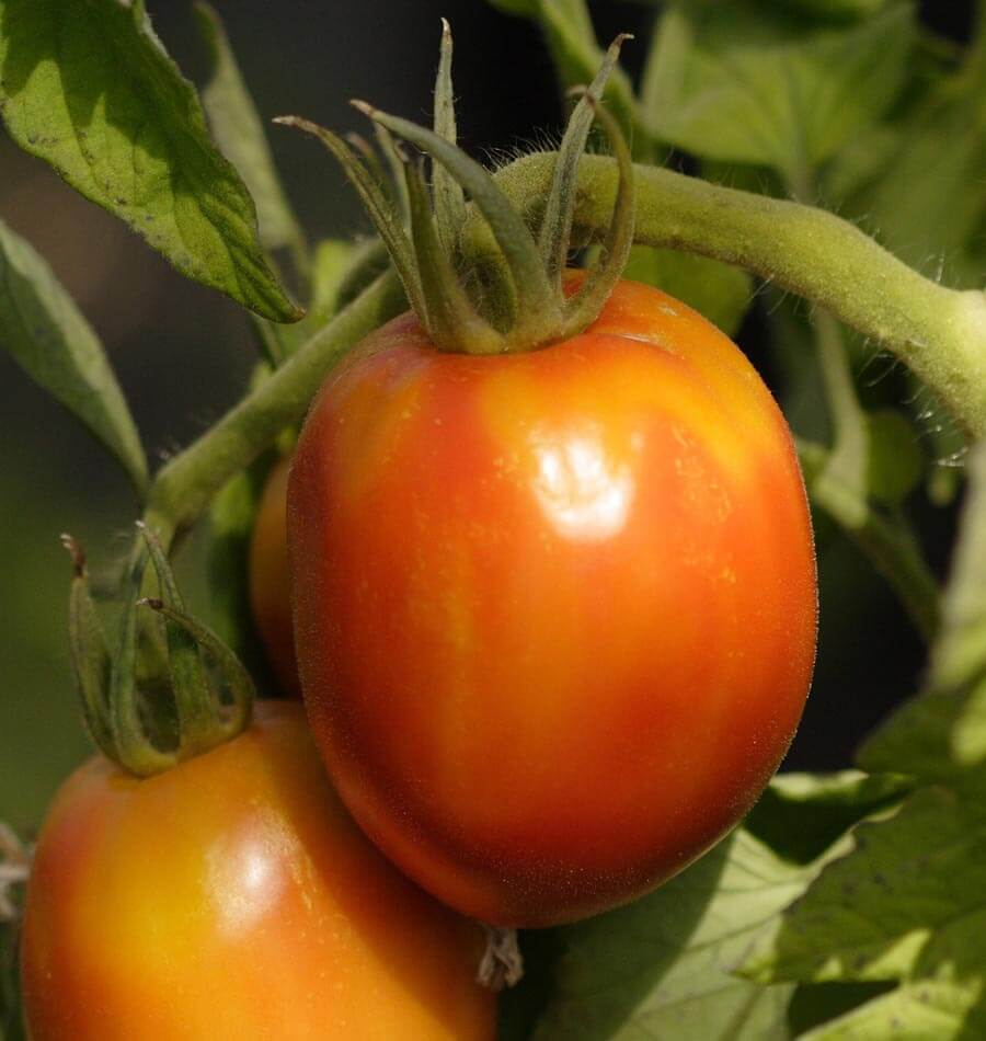 Amish Paste Roma Tomato Seeds West Coast Seeds