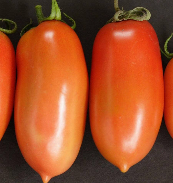 La Roma Tomato Seeds TM785