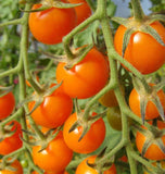 Sungold Cherry Tomato Seeds TM786 1