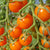 Sungold Cherry Tomato Seeds TM786 1