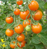 Sungold Cherry Tomato Seeds TM786 2