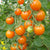 Sungold Cherry Tomato Seeds TM786 2