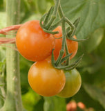 Sungold Cherry Tomato Seeds TM786 4
