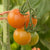 Sungold Cherry Tomato Seeds TM786 4