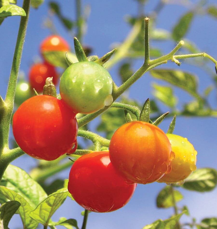 Gardener S Delight Cherry Tomato Seeds