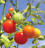 Gardener's Delight Cherry tomato Seeds TM789 2