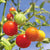Gardener's Delight Cherry tomato Seeds TM789 2
