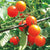 Gardener's Delight Cherry tomato Seeds TM789 1