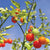 Gardener's Delight Cherry tomato Seeds TM789 4