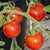 Gardener’s Delight