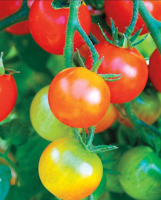 Tumbler cherry tomato Seeds TM791 1