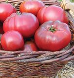 Black Krim Organic tomato seeds TM794 4