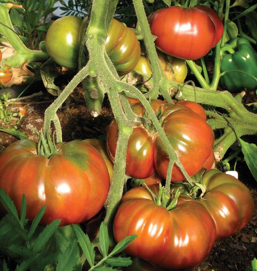 Black Krim Organic